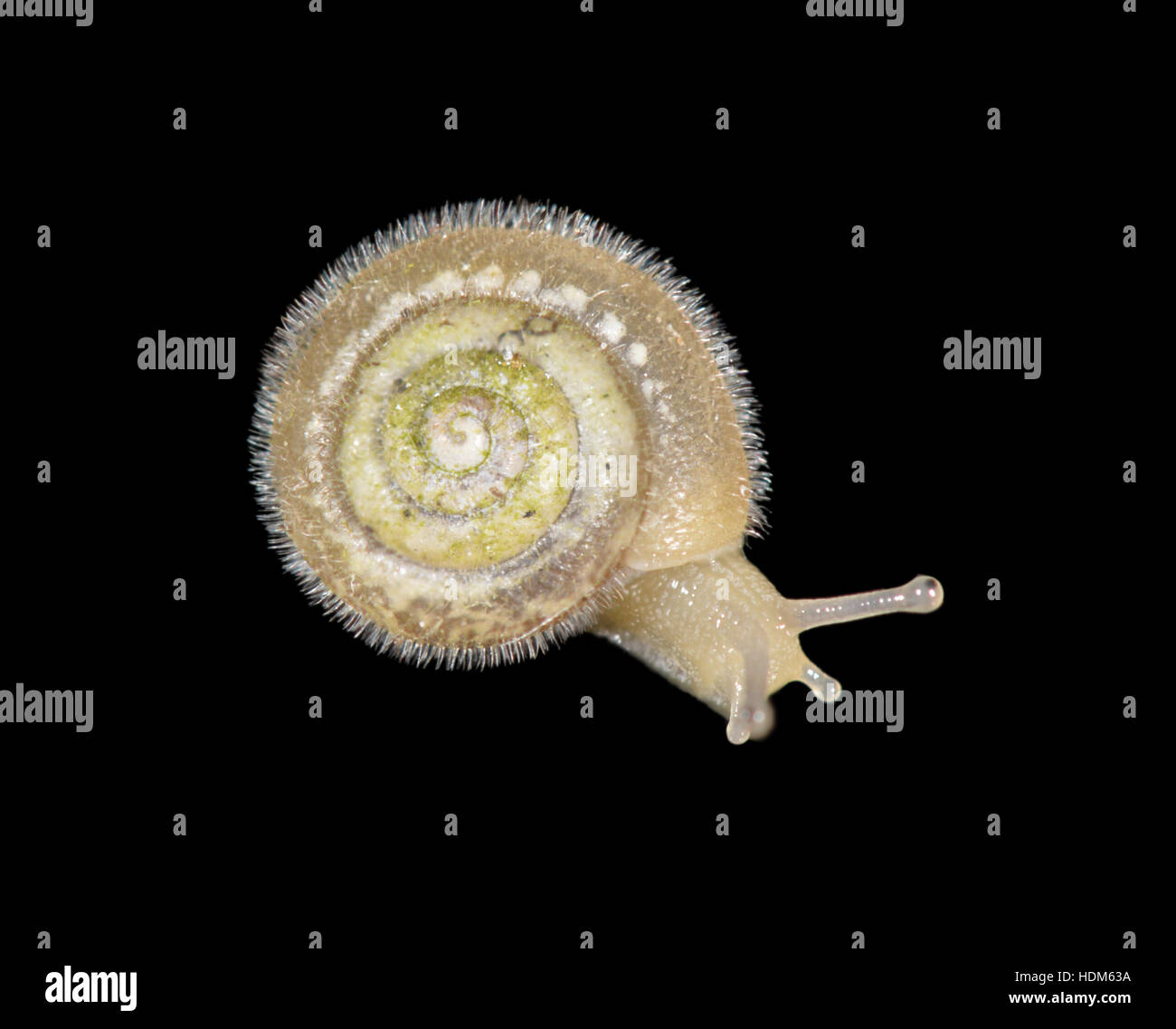 Seidige Schnecke - Ashfordia granulata Stockfoto