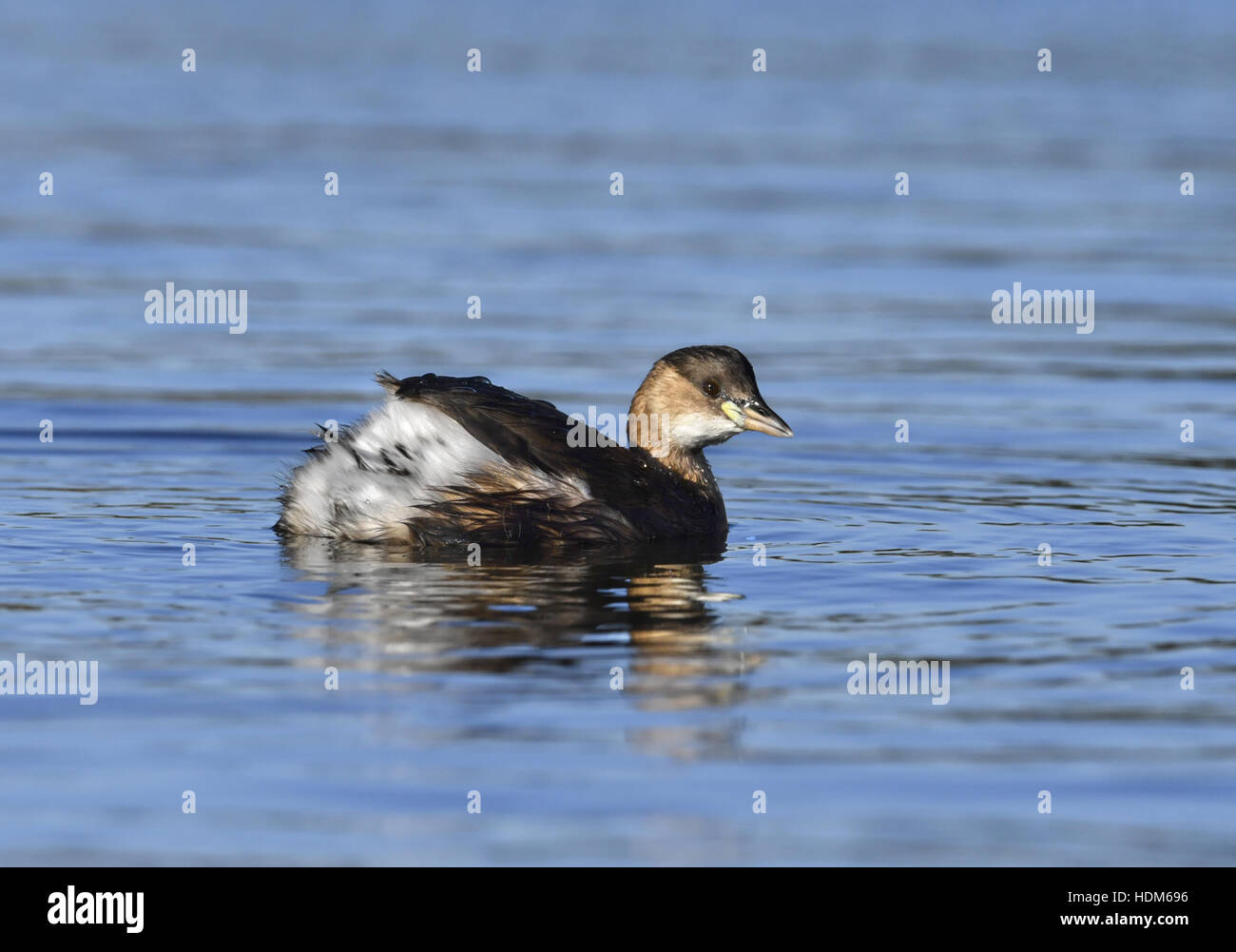 Wenig Grebe - Tachybaptus Ruficollis - Winterkleid Stockfoto