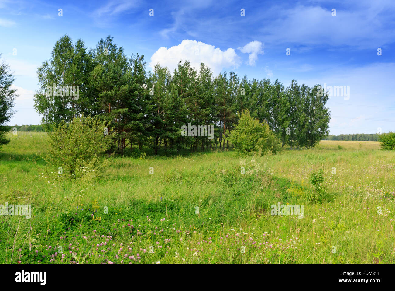 Sylvia Nisoria. Das Nest der Barred Warbler in der Natur. Lebensraum, Zucht Lebensraum, Verschachtelung Lebensraum Russland, Oblast Rjasan (Ryazanskaya Oblast), t Stockfoto