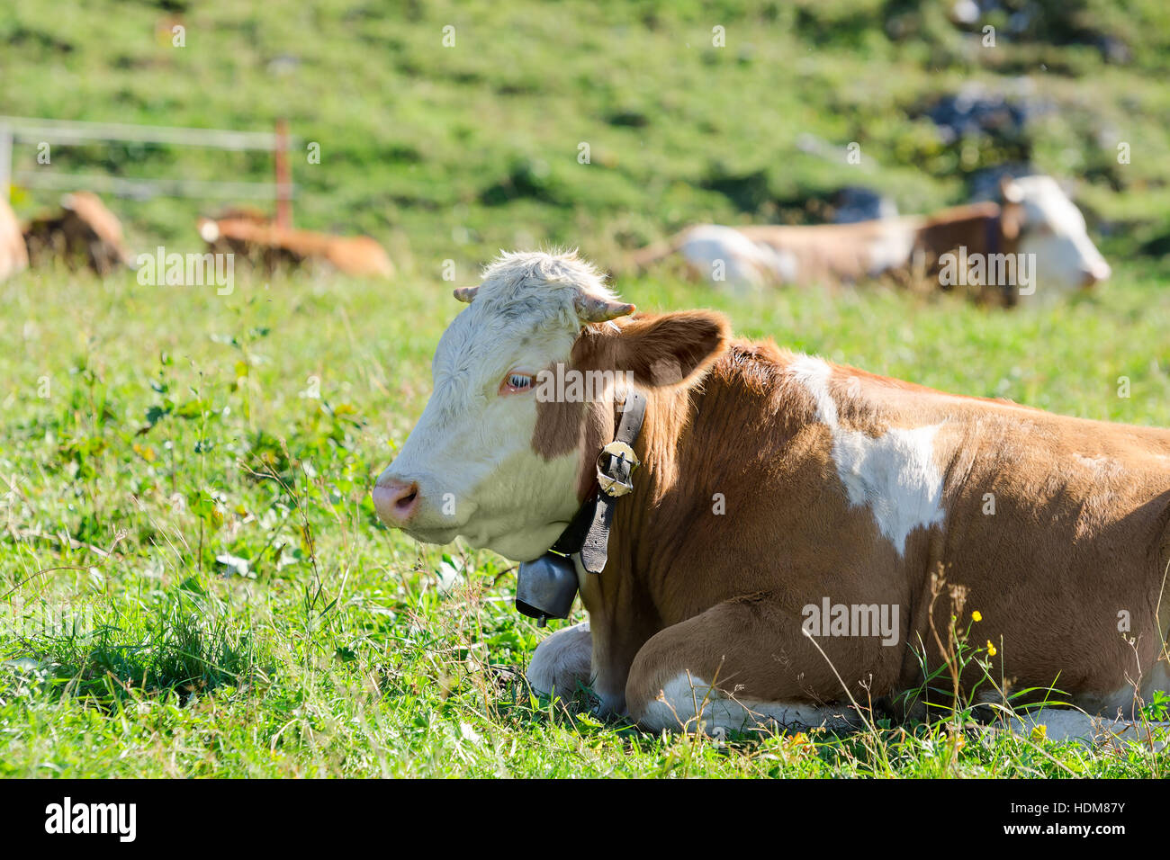 Herde von Hereford Rasse Kühe liegen auf Sonnenschein Frühling Alpweiden Stockfoto