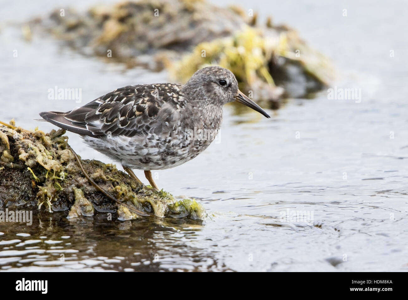 Meerstrandläufer (Calidris Maritima) Erwachsenen zu Fuß am Ufer, Island Stockfoto