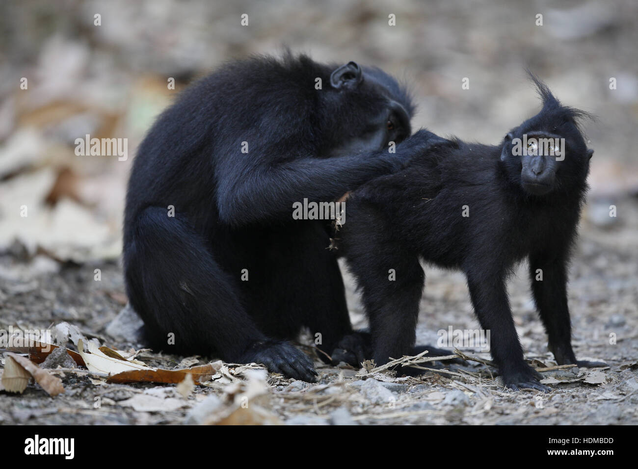 Celebes Crested Macaque, Macaca Nigra, Erwachsenen Pflege youngster Stockfoto