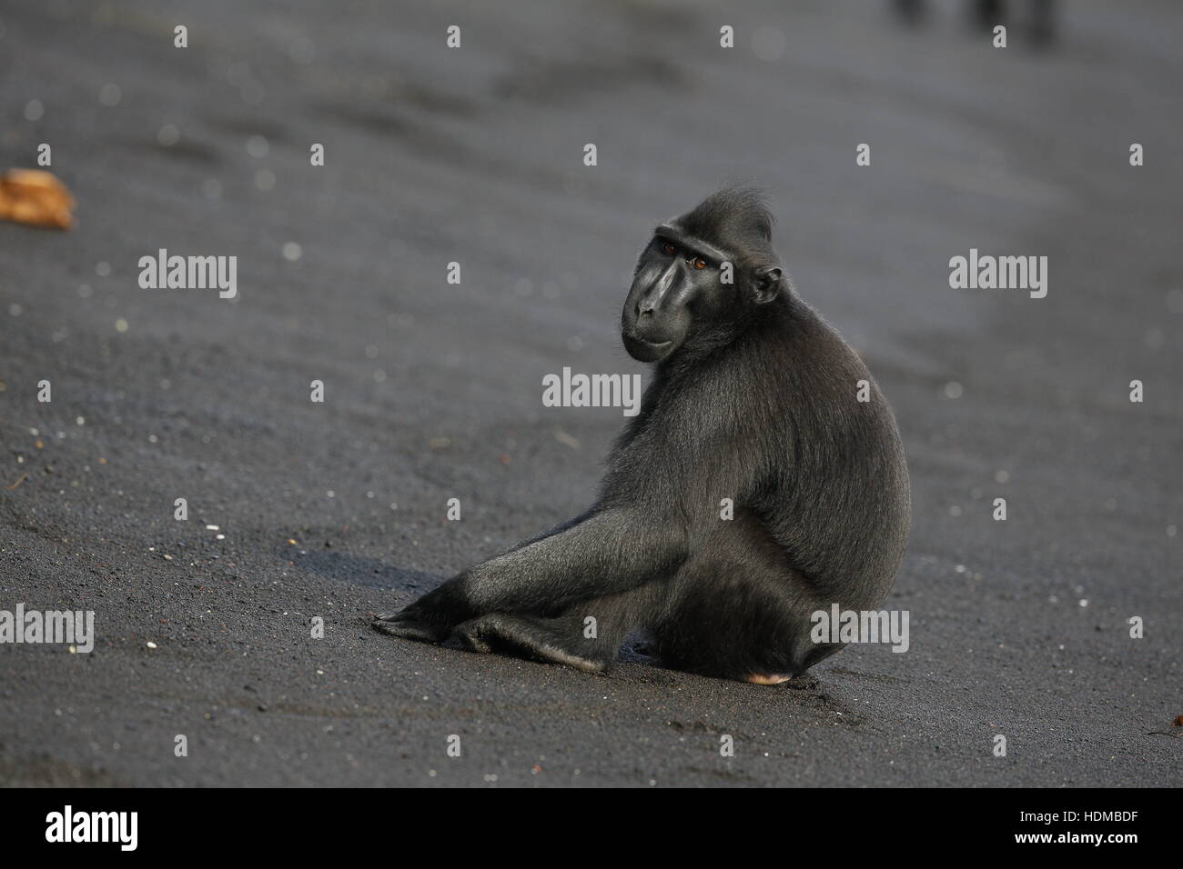 Celebes Crested Macaque, Macaca Nigra, am schwarzen Sandstrand Stockfoto