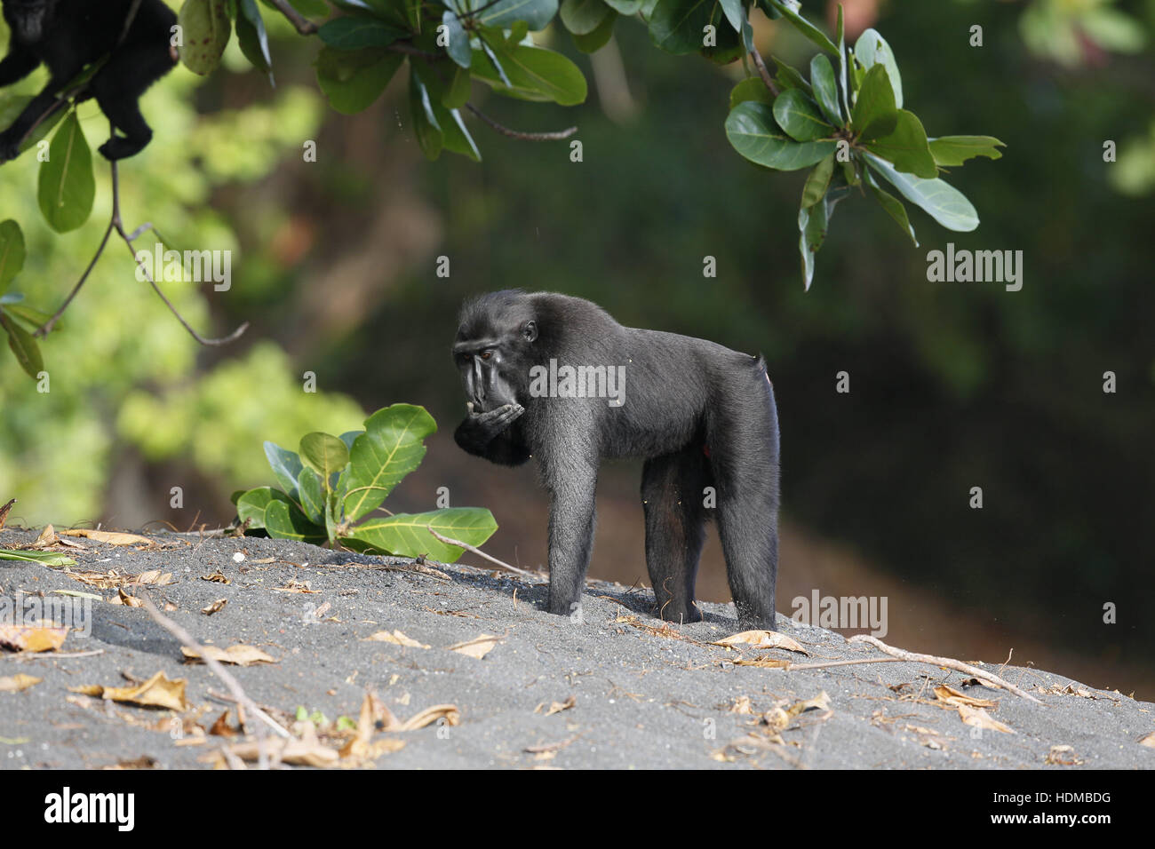 Celebes Crested Macaque, Macaca Nigra, Essen am schwarzen Sandstrand Stockfoto