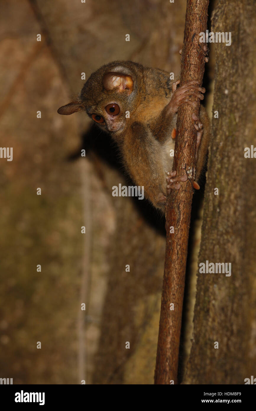 Spektrale Tarsier, Koboldmaki Koboldmaki (Spektrum), am Tag Roost im Feigenbaum Stockfoto