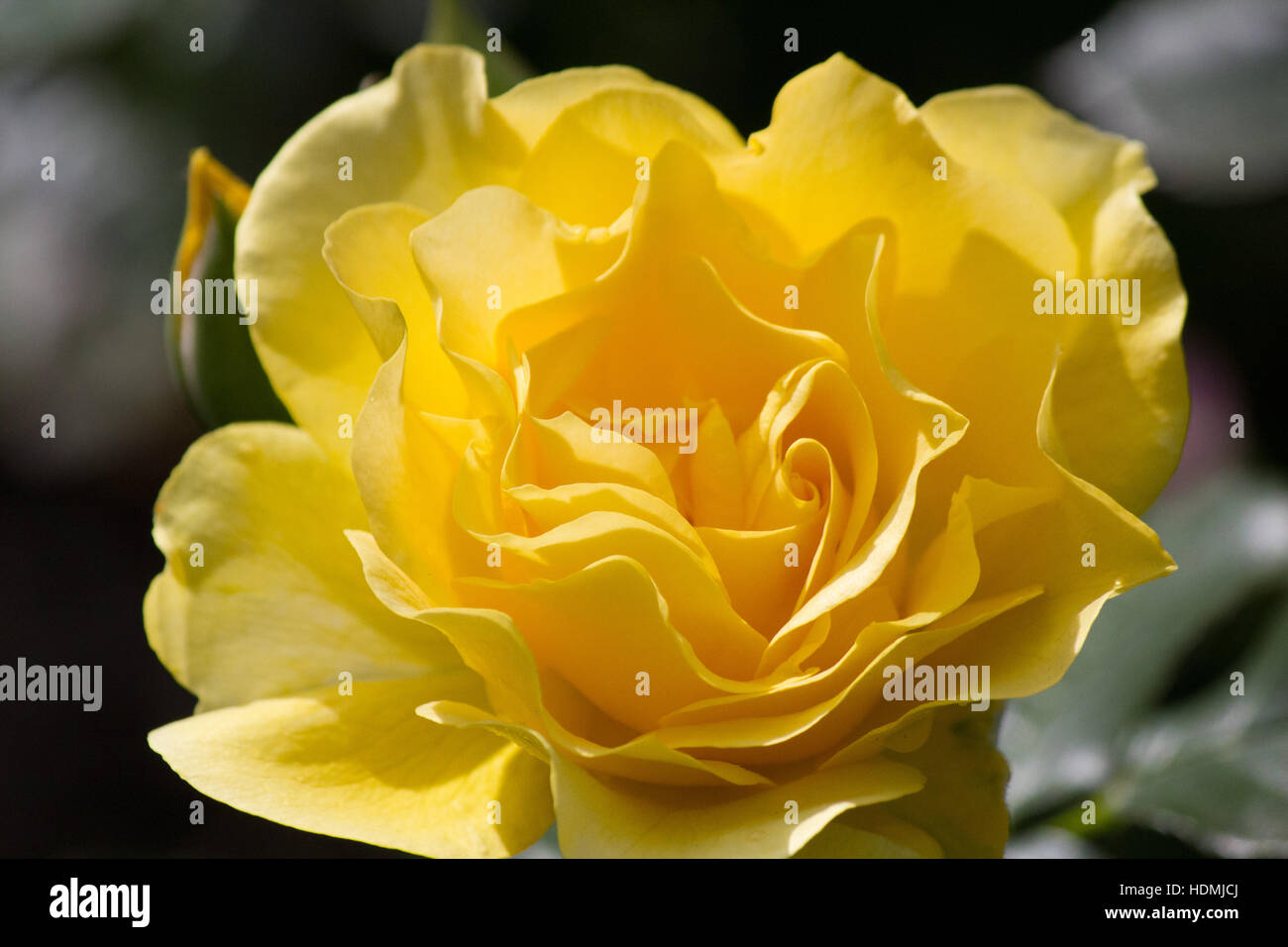 Sonne gelb Stockfoto