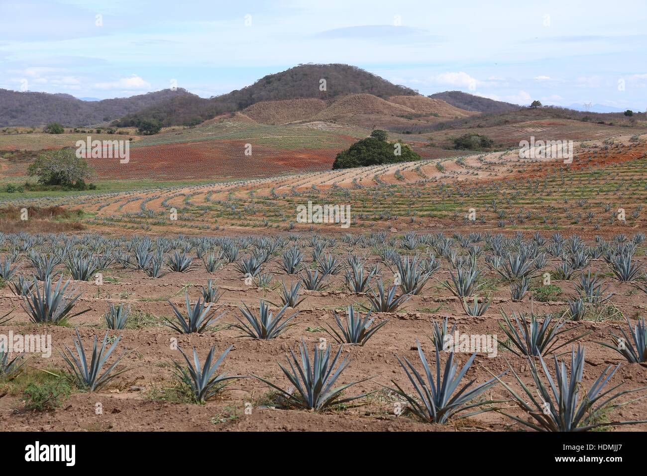 Bereich der Agave Tequila Herstellung, Jalisco, Mexiko Stockfoto