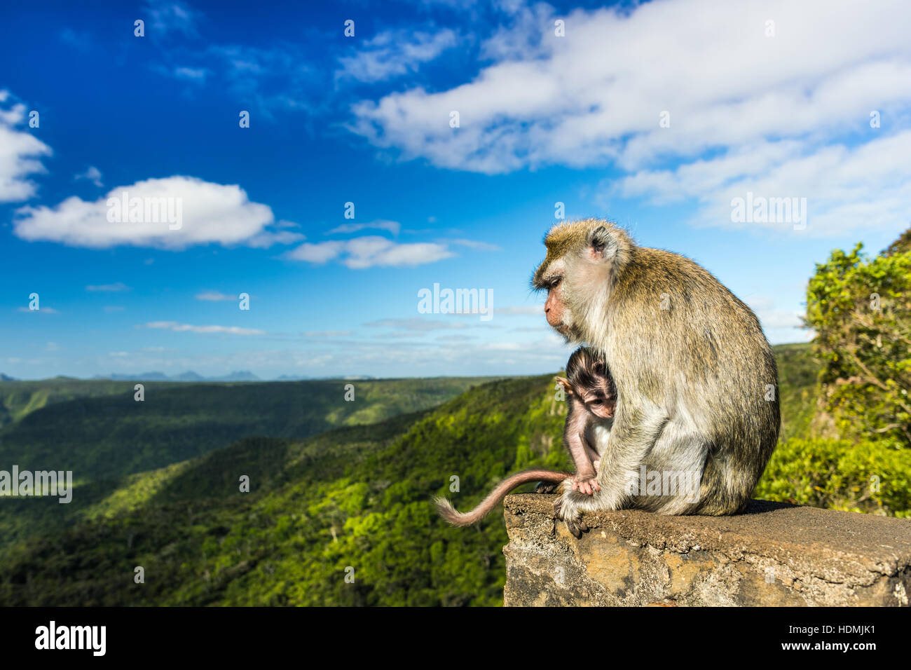 Affen am Aussichtspunkt Schluchten. Black River Gorges Nationalpark. Mauritius. Stockfoto