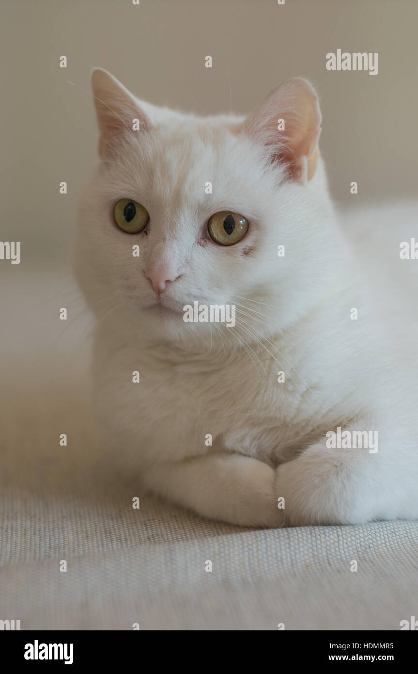 Weiße europäische Catkin Katze sitzt Stockfoto