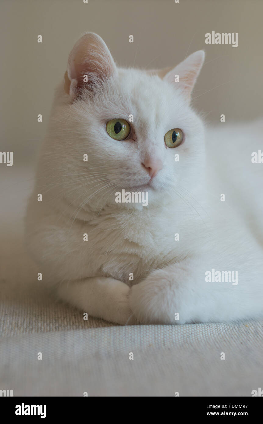 Weiße europäische Catkin Katze sitzt Stockfoto