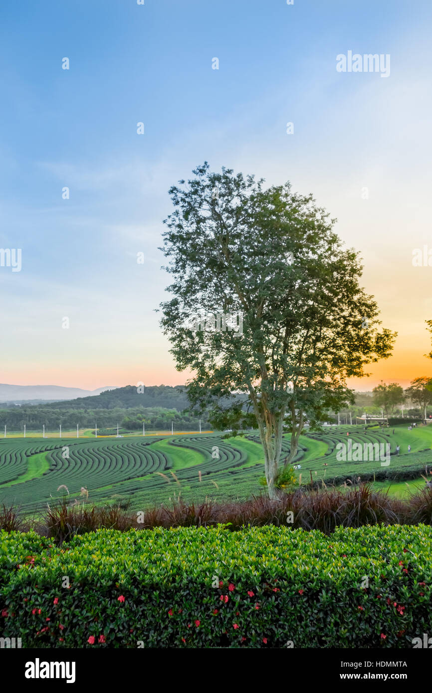Baum Hecke und Rasen in Tee-Plantage-Hintergrund Stockfoto