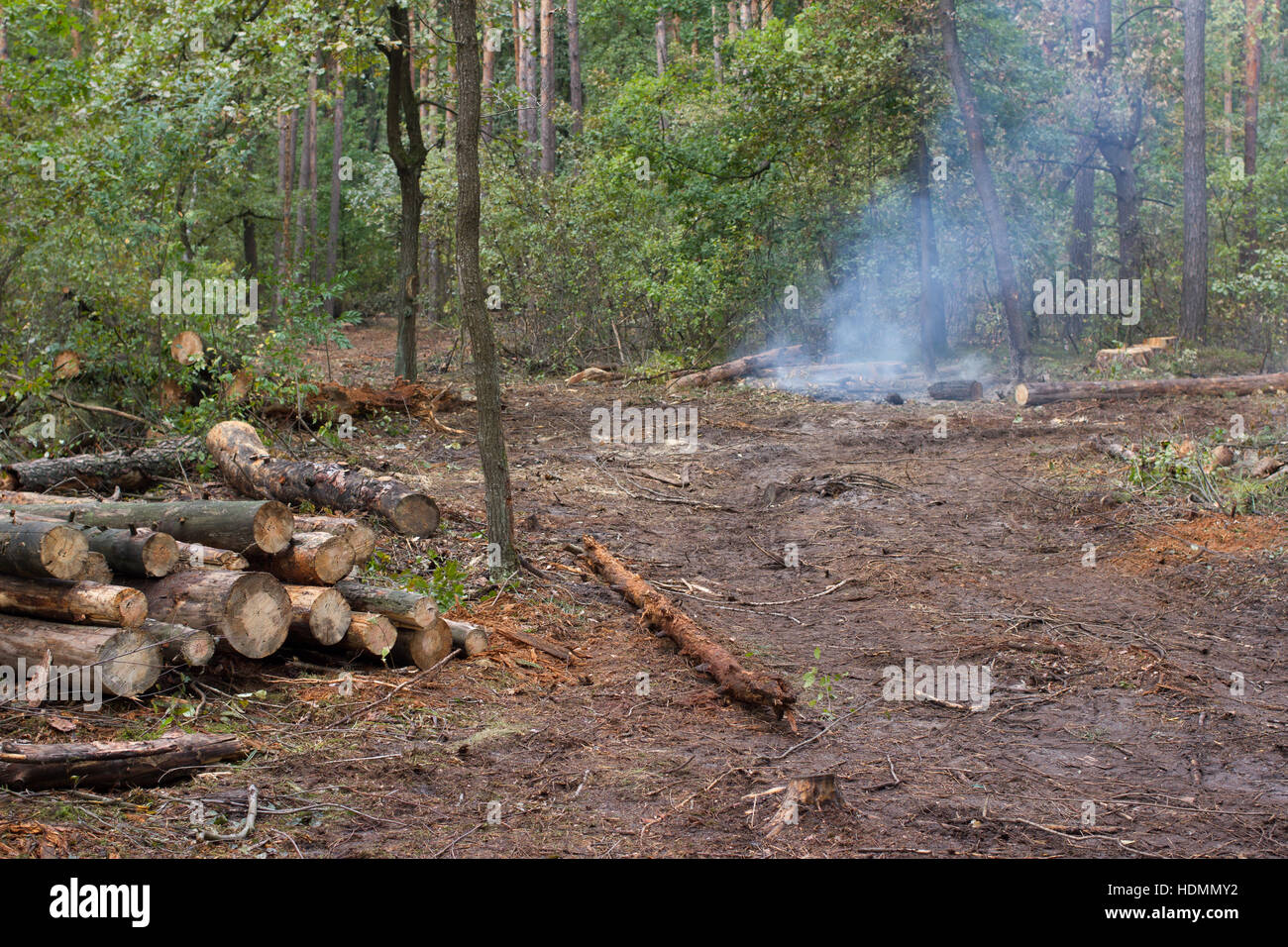 Kiefer stumpf, Ergebnis der Baum zu Fällen. Insgesamt Entwaldung, Wald geschnitten. Traktor Stockfoto