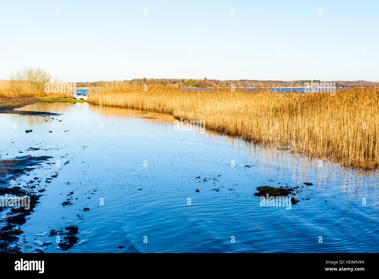 Hochwasser hat die Küste überschwemmt. Eine Bande von gelb und trocken Reed stehen im Meerwasser. Kleines Ruderboot liegen umgestürzt in der Ferne. Sonnig Stockfoto