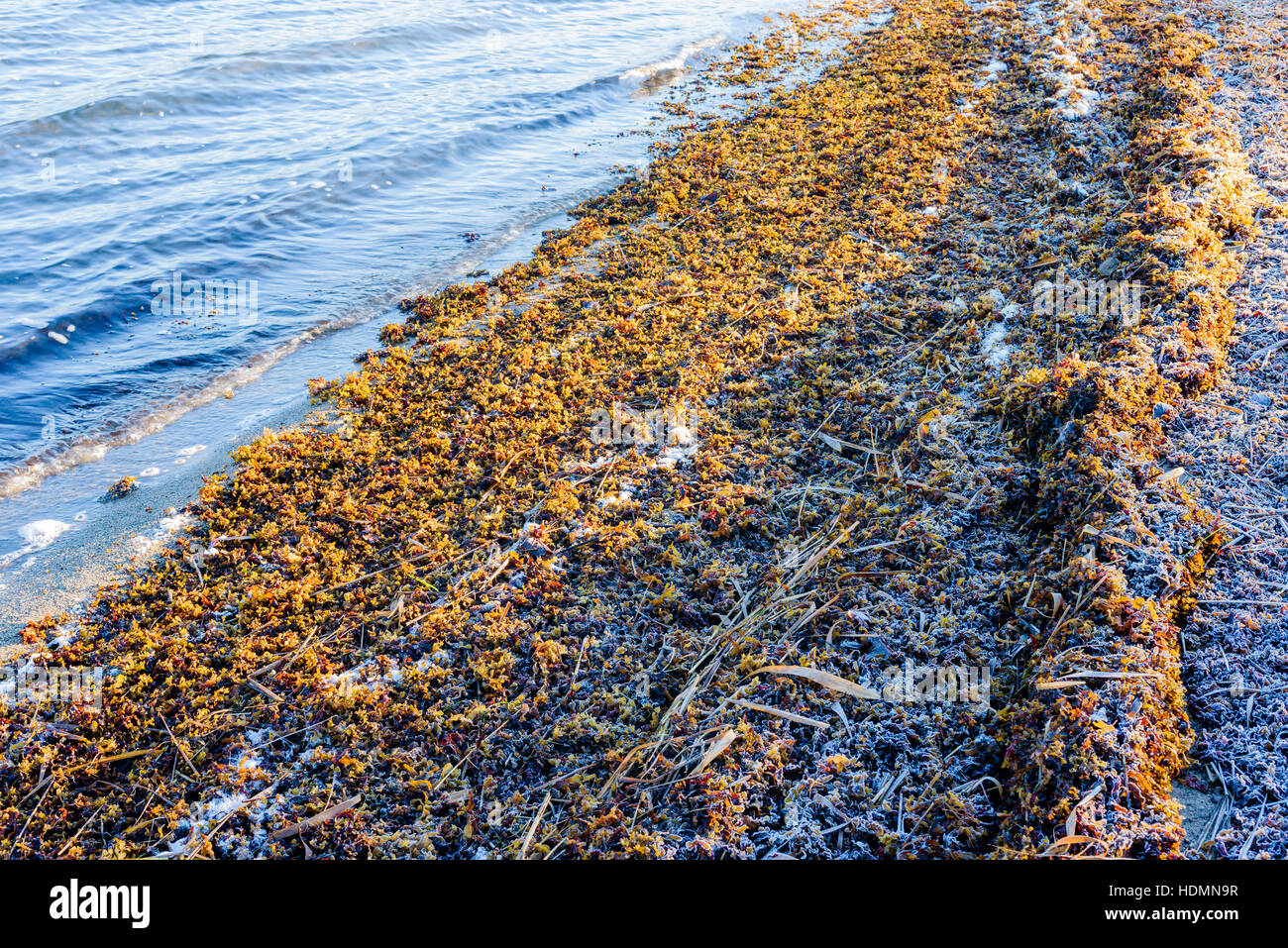 Frost gebissen Blase Wrack (Fucus Vesiculosus) am Ufer an einem kalten Morgen im Winter. Stockfoto