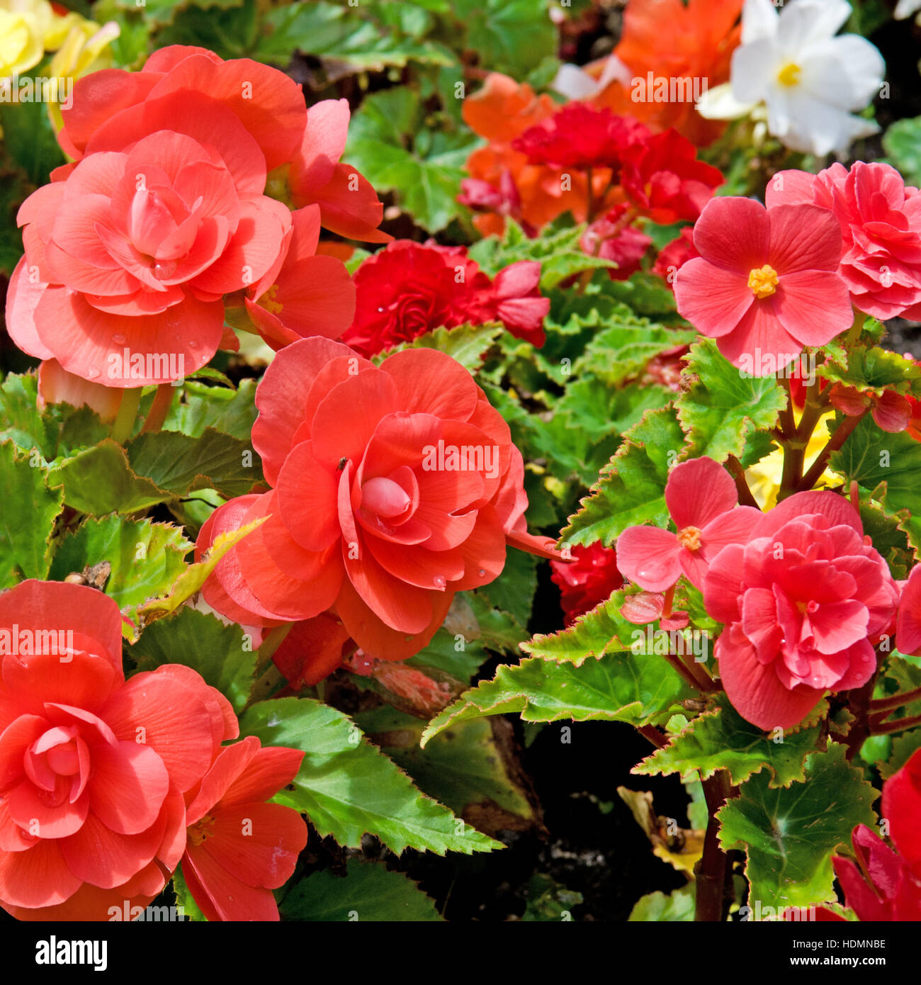schöner Hintergrund Blumen Begonien Stockfotografie - Alamy