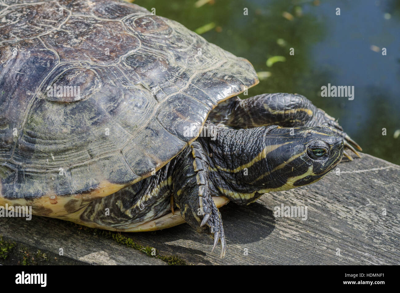 Alte europäische Schildkröte Sumpfschildkröte Emys orbicularis Stockfoto