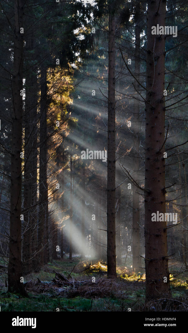 Sonnenstrahlen in einem dunklen Kiefernwald Stockfoto