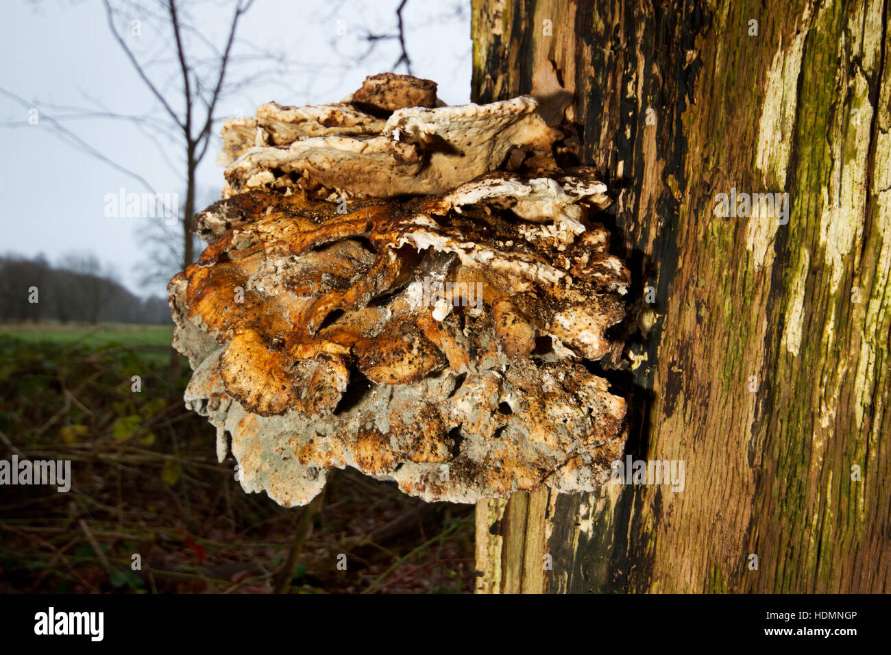Alt und geformte Bügel Pilz, vermutlich Schwefel Polypore (Laetiporus Sulphureus) an einer toten Eiche Stockfoto