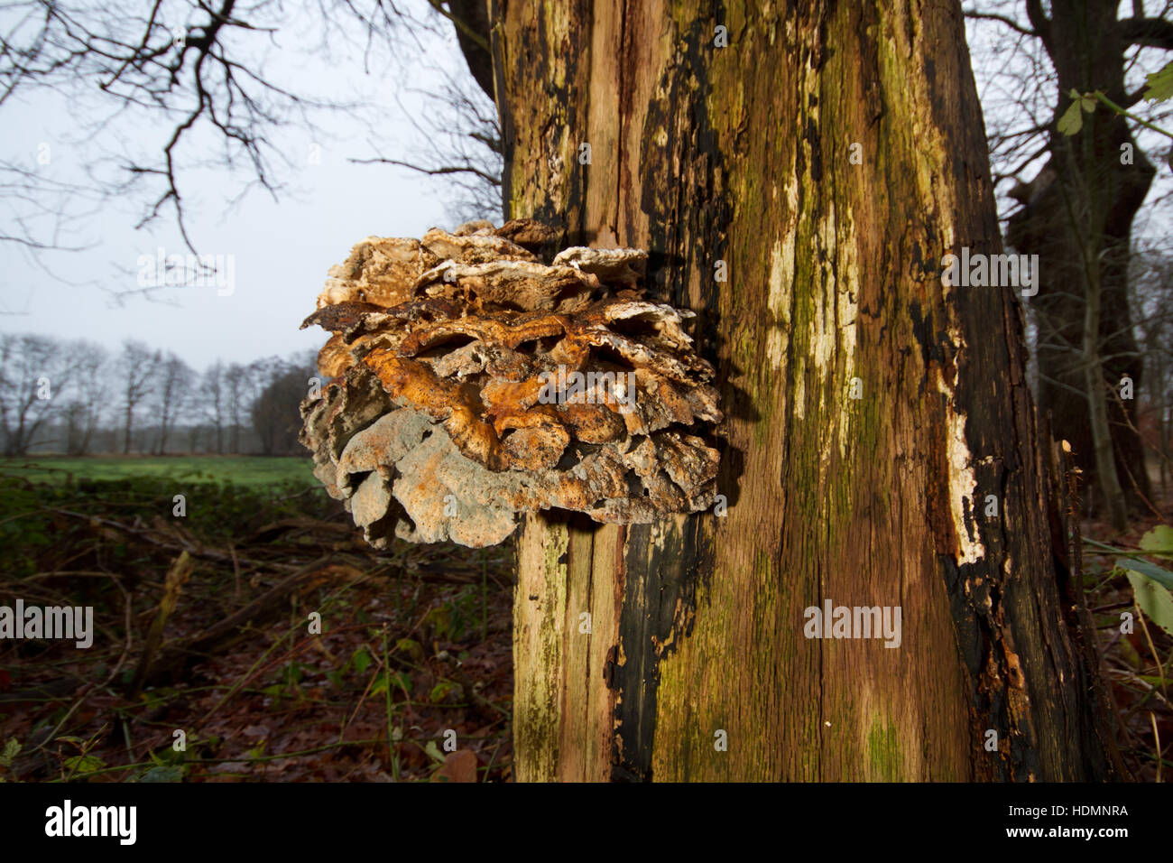 Alt und geformte Bügel Pilz, vermutlich Schwefel Polypore (Laetiporus Sulphureus) an einer toten Eiche Stockfoto