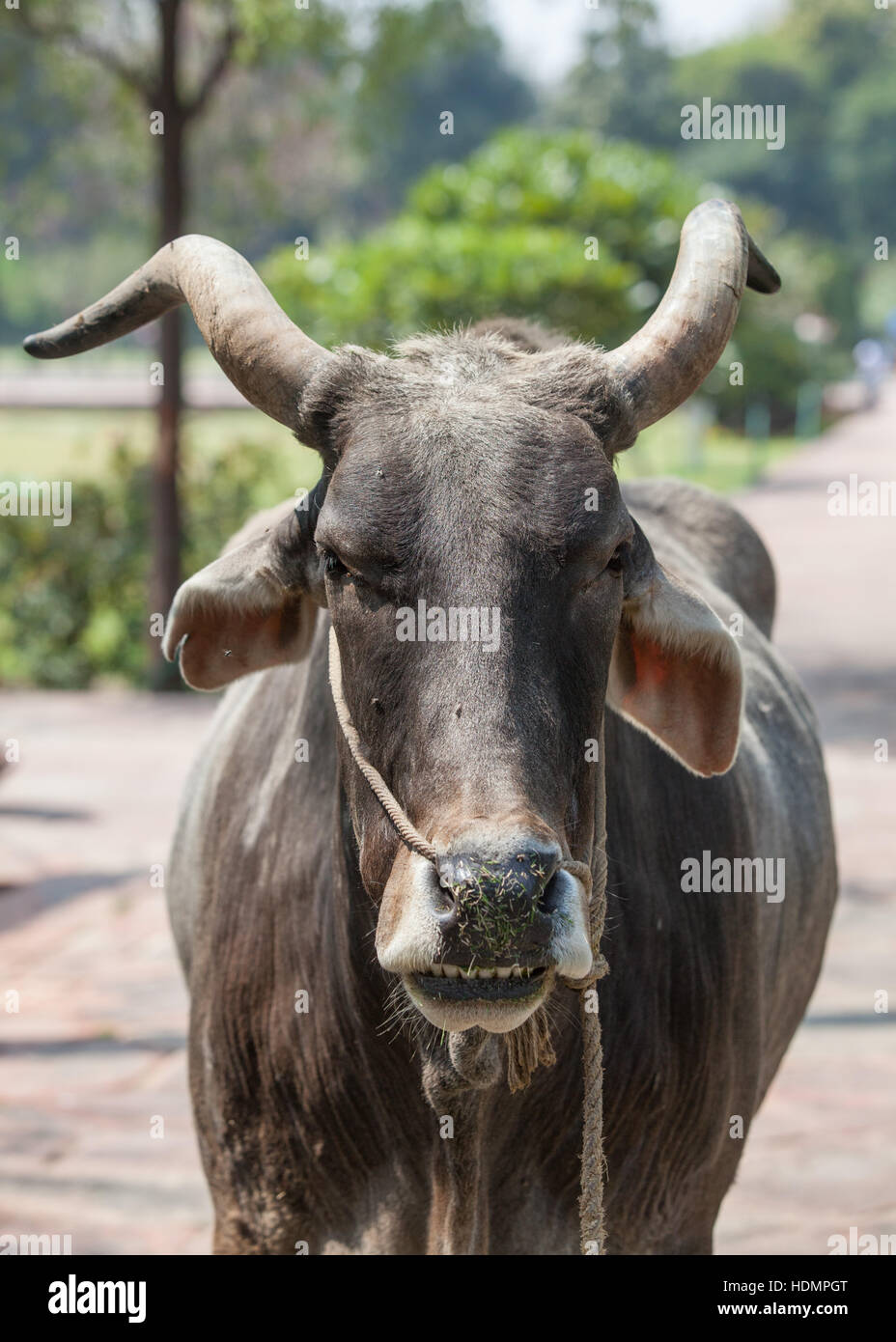 Nahaufnahme eines Ochsen, Indien. Stockfoto