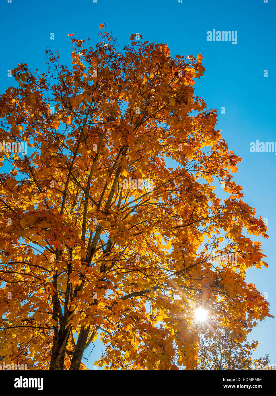 Herbstliche Sonne durch gelbe Blätter, Ahorn (Acer), Bayern, Deutschland Stockfoto