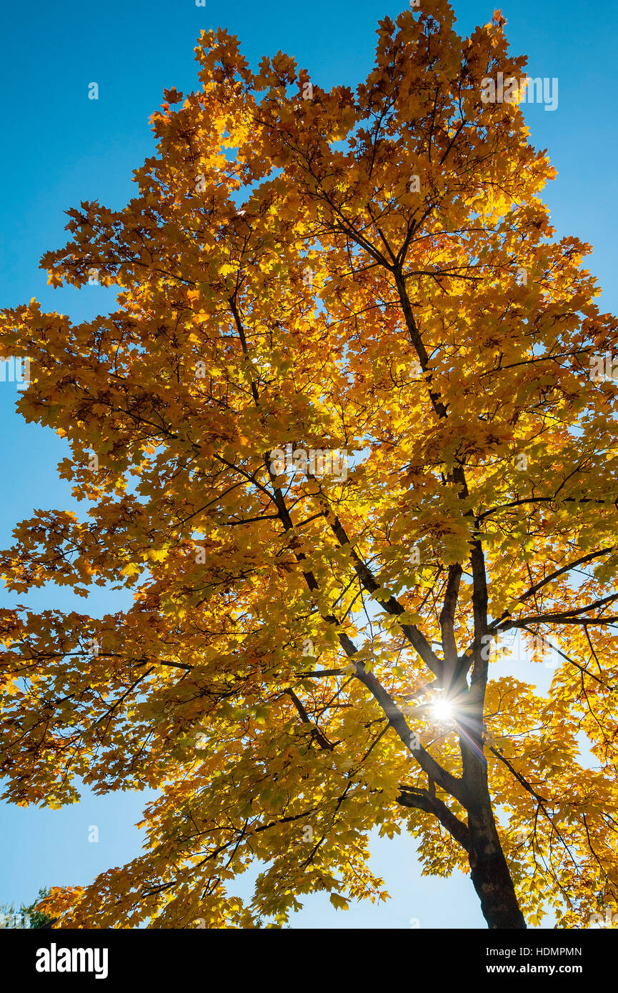 Herbstliche Sonne durch gelbe Blätter, Ahorn (Acer), Bayern, Deutschland Stockfoto