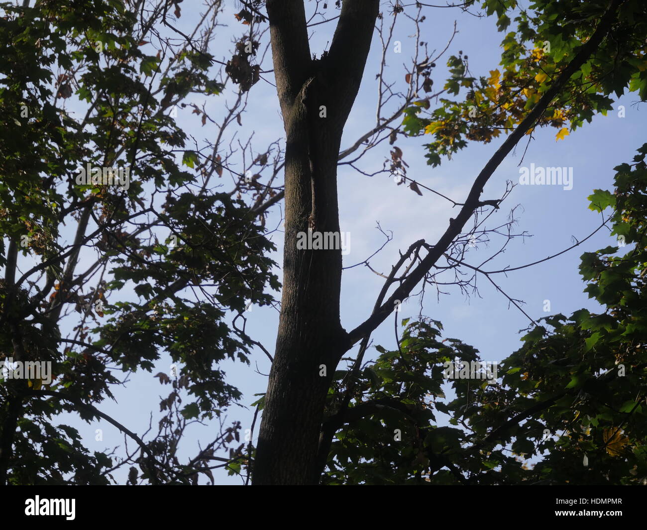 Blauer Himmel durch Äste Stockfoto