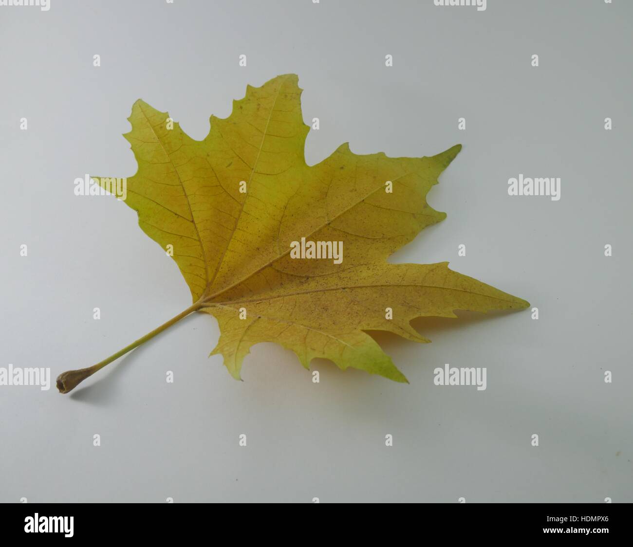 Herbst Blatt Stockfoto