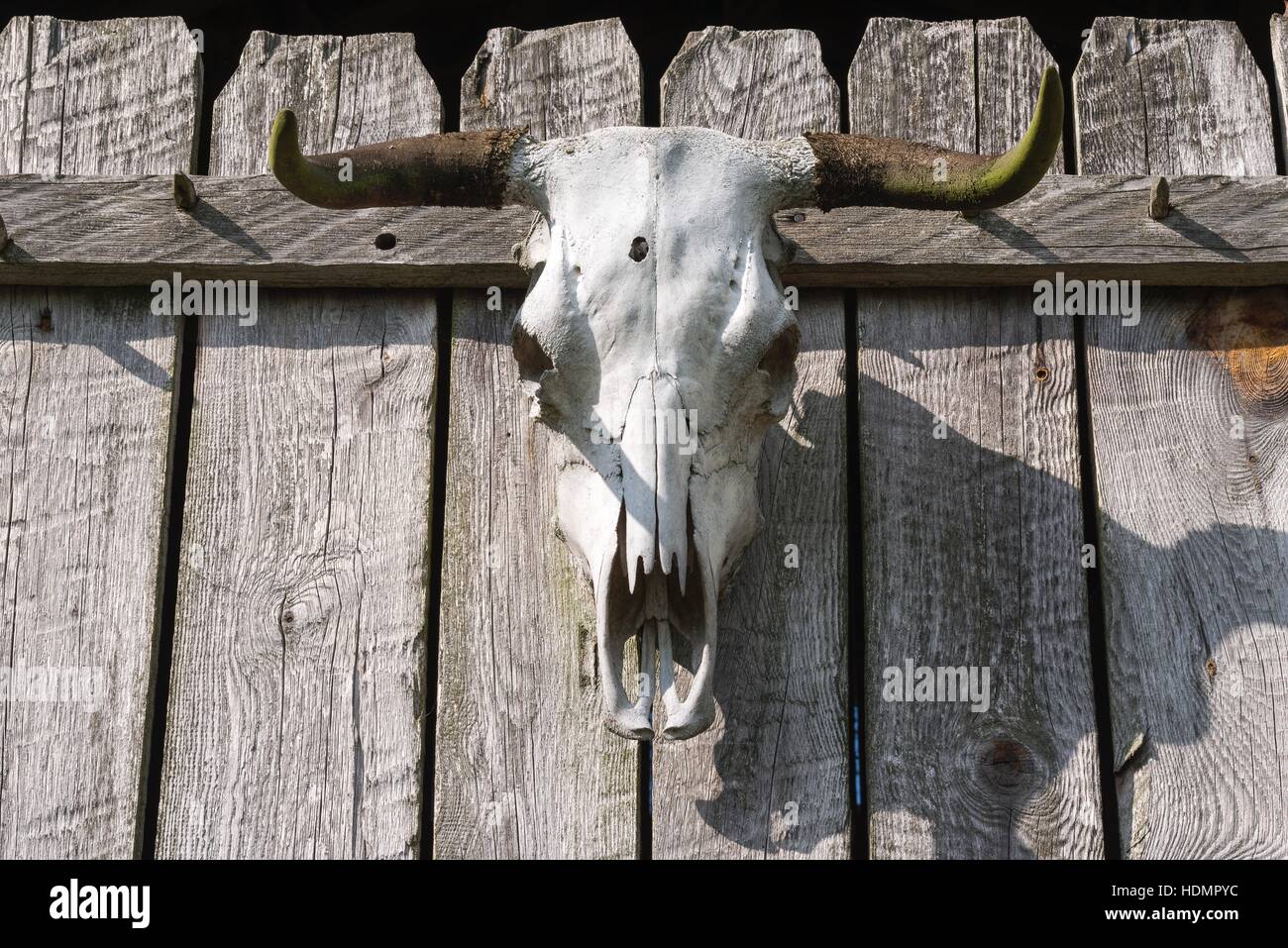 Bull Skull mit Einschussloch, am Zaun, Mecklenburg-Vorpommern, Deutschland Stockfoto