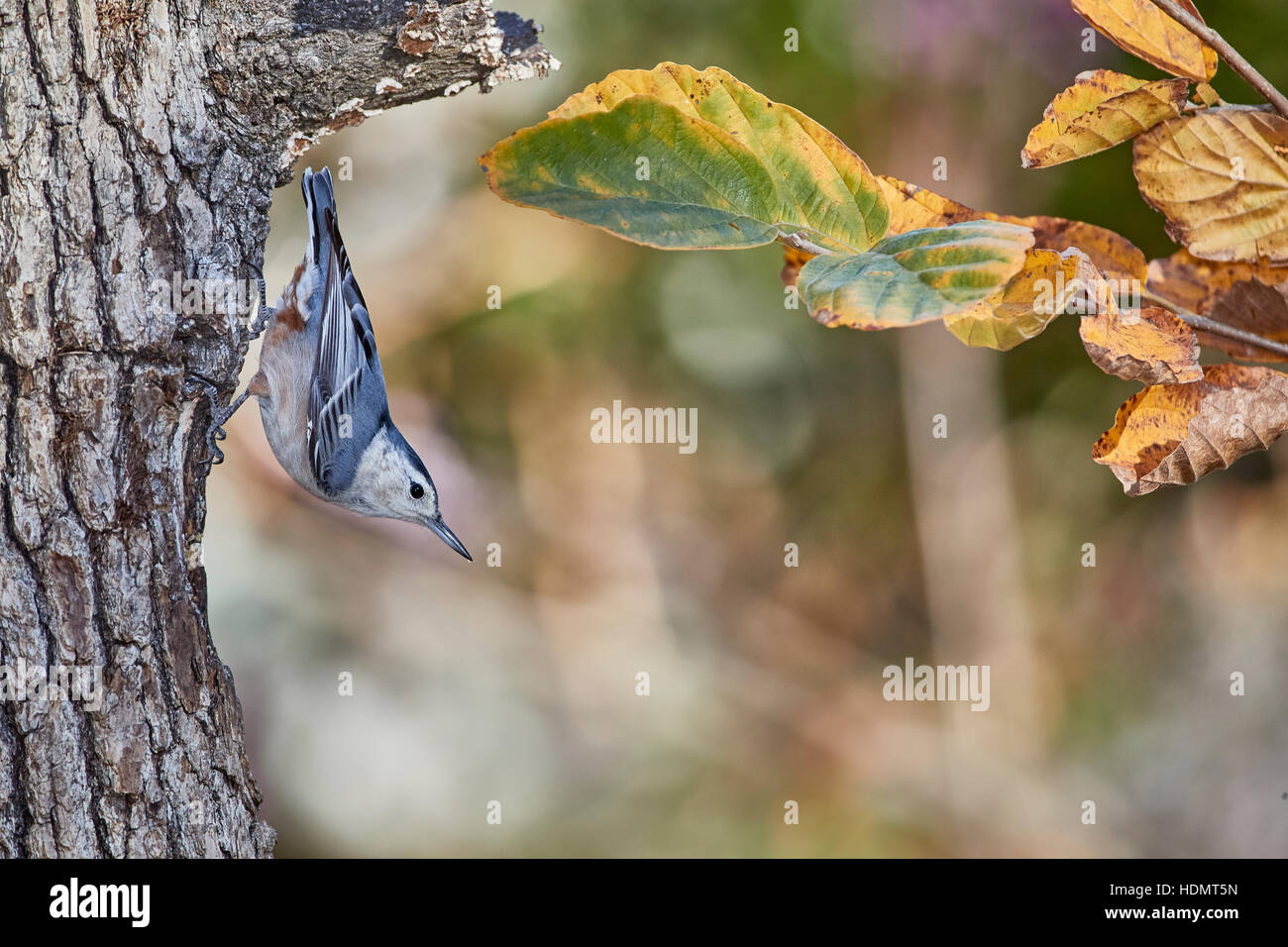 Weißer-breasted Kleiber thront auf Baum Stockfoto