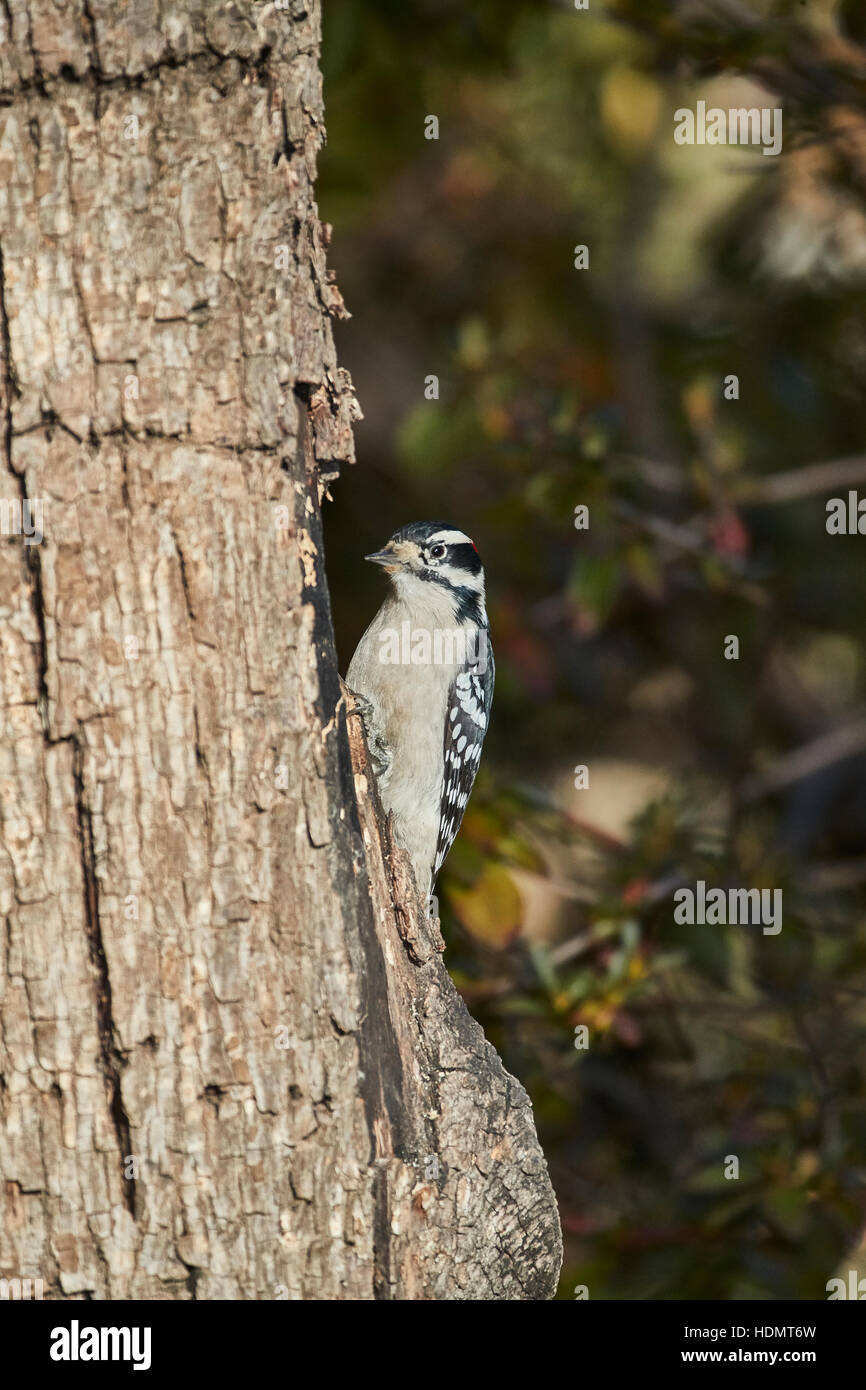 Dunenspecht auf alten Baum Stockfoto