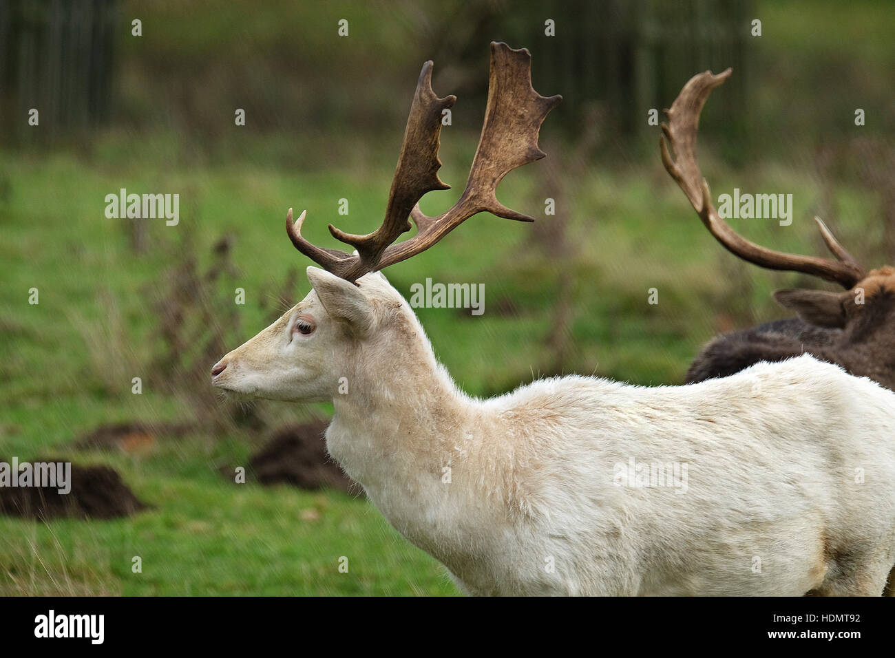 Seltene weiße Damhirsch Hirsch im Country Park. Stockfoto