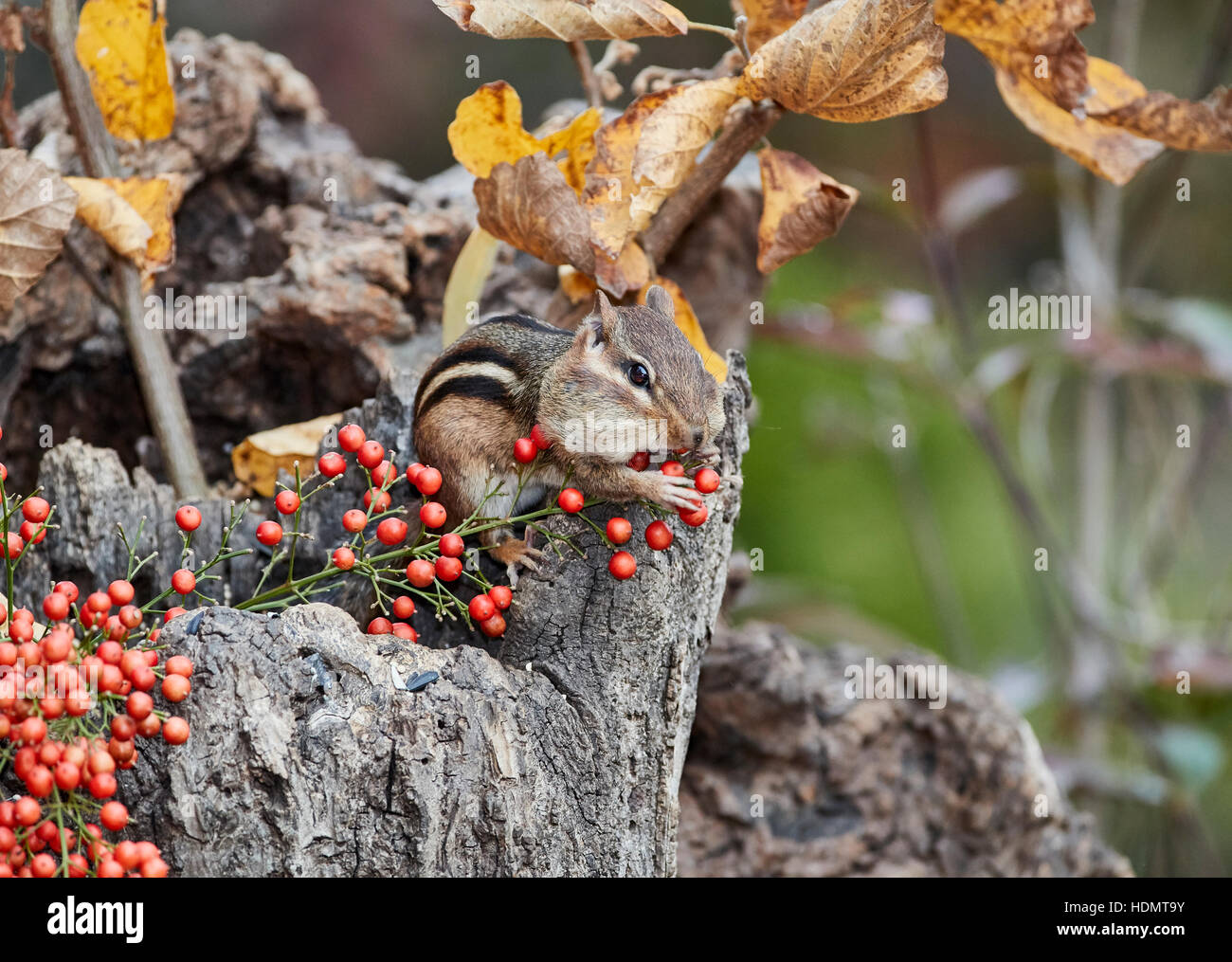 Östliche Chipmunk Beeren essen Stockfoto