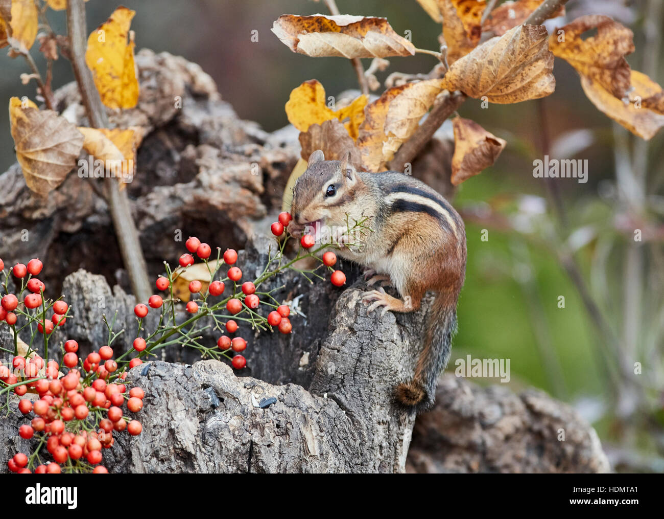 Östliche Chipmunk Beeren essen Stockfoto