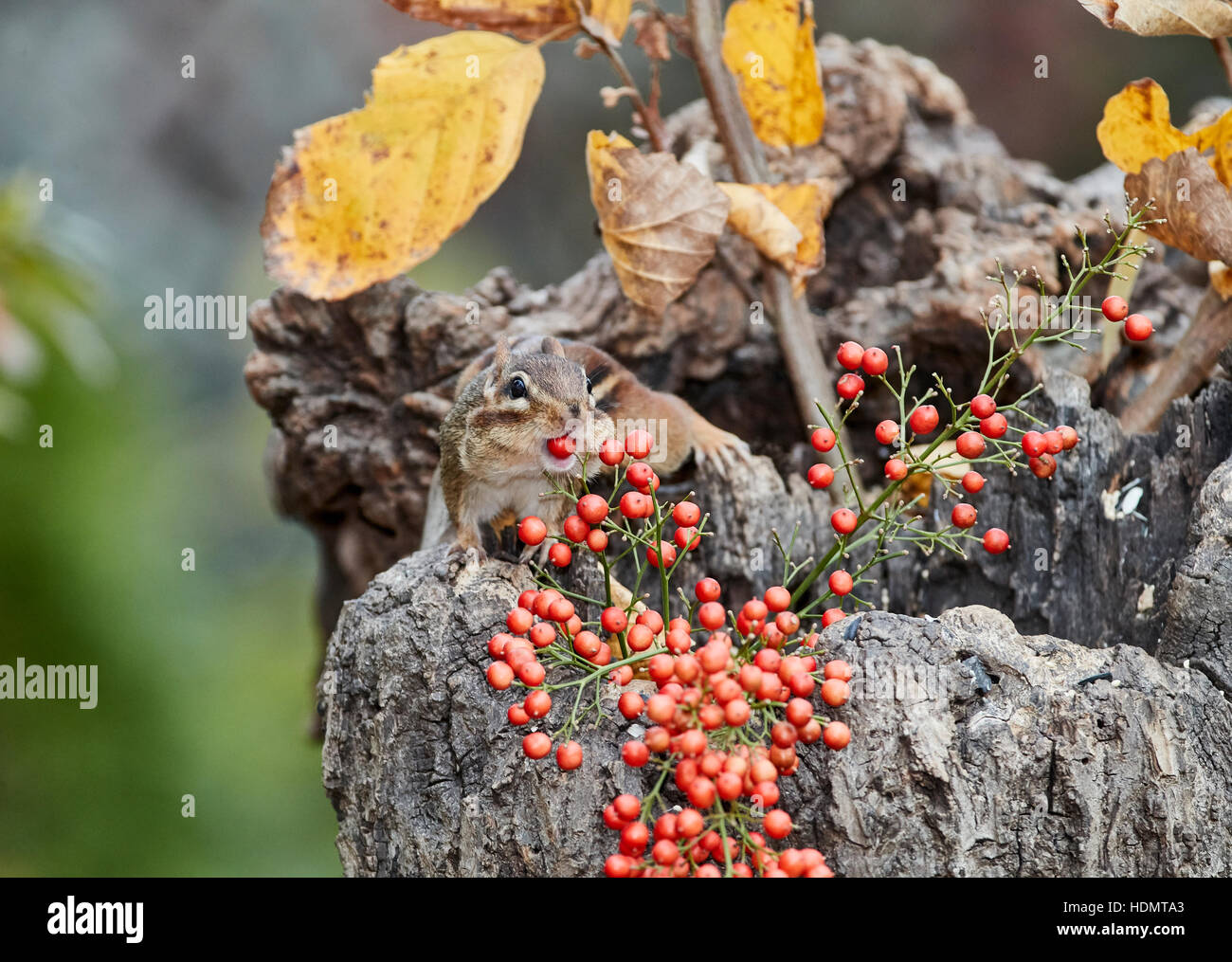 Östliche Chipmunk Beeren essen Stockfoto