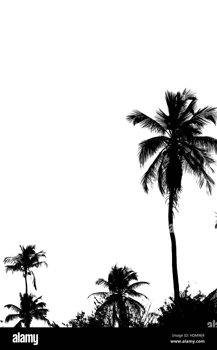 Palm Tree Silhouetten Foto Stockfoto