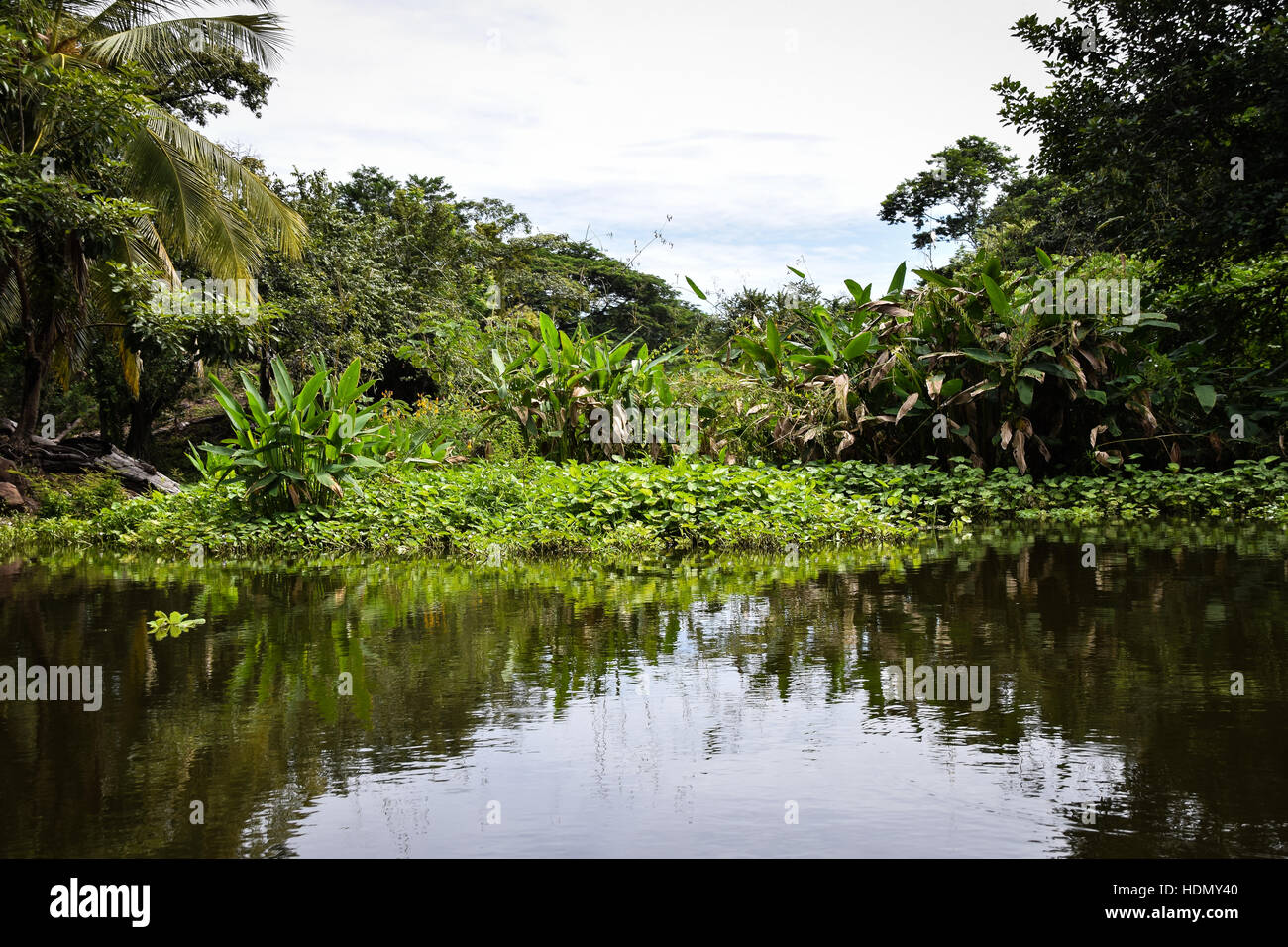Flora und Fauna rund um Las Isletas, Nicaragua-See Stockfoto