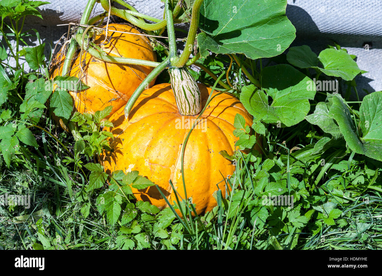 Orange Kürbis wachsen auf Gemüsebeet Stockfoto