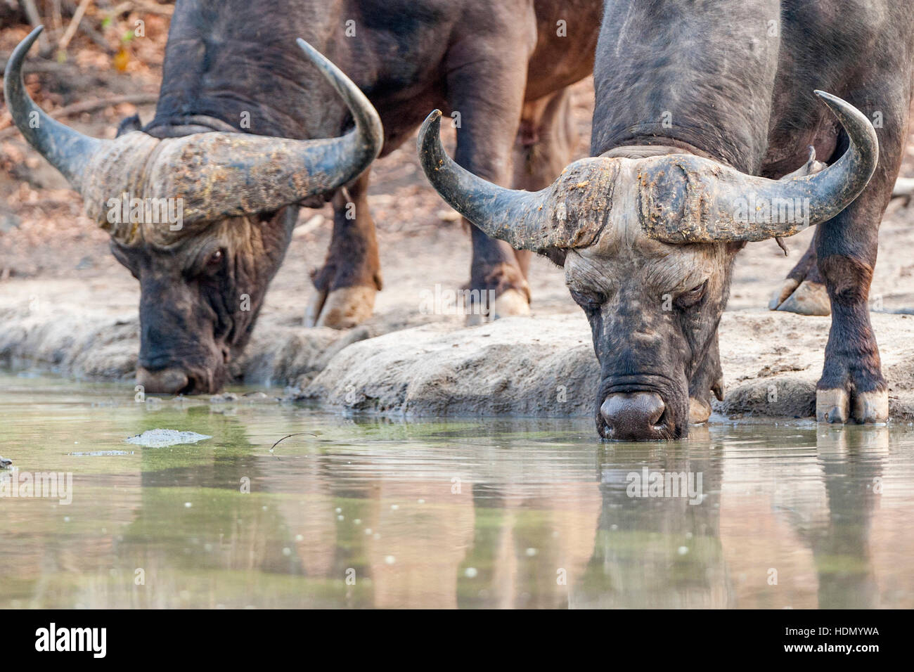 Ein Paar Kaffernkaffer aus Cape Buffalo Syncerus trinken an einem Wasserloch im Mana Pools National Park in Simbabwe. Stockfoto