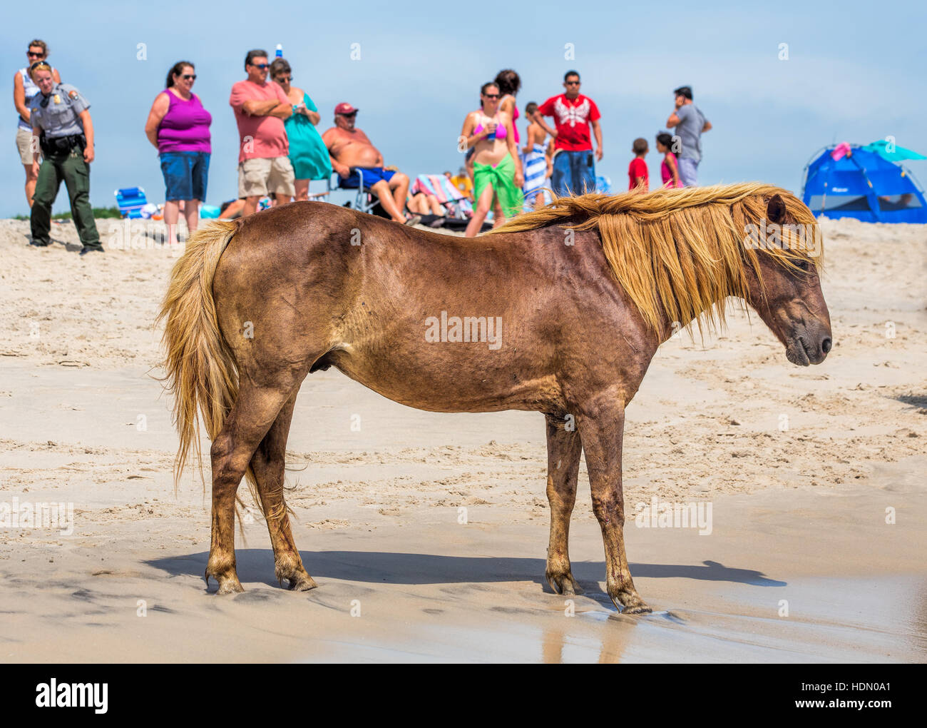 Ein wildes Pony, Pferd, Assateague Island, Maryland, USA am Strand. Es gibt Leute am Strand beobachten das Pony. Stockfoto