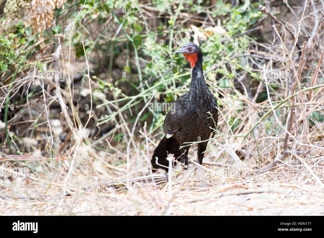 Vorderansicht des White-winged Guan (Penelope Albipennis), vom Aussterben bedroht Vogelarten im Chaparri Reservat im Norden Perus Stockfoto