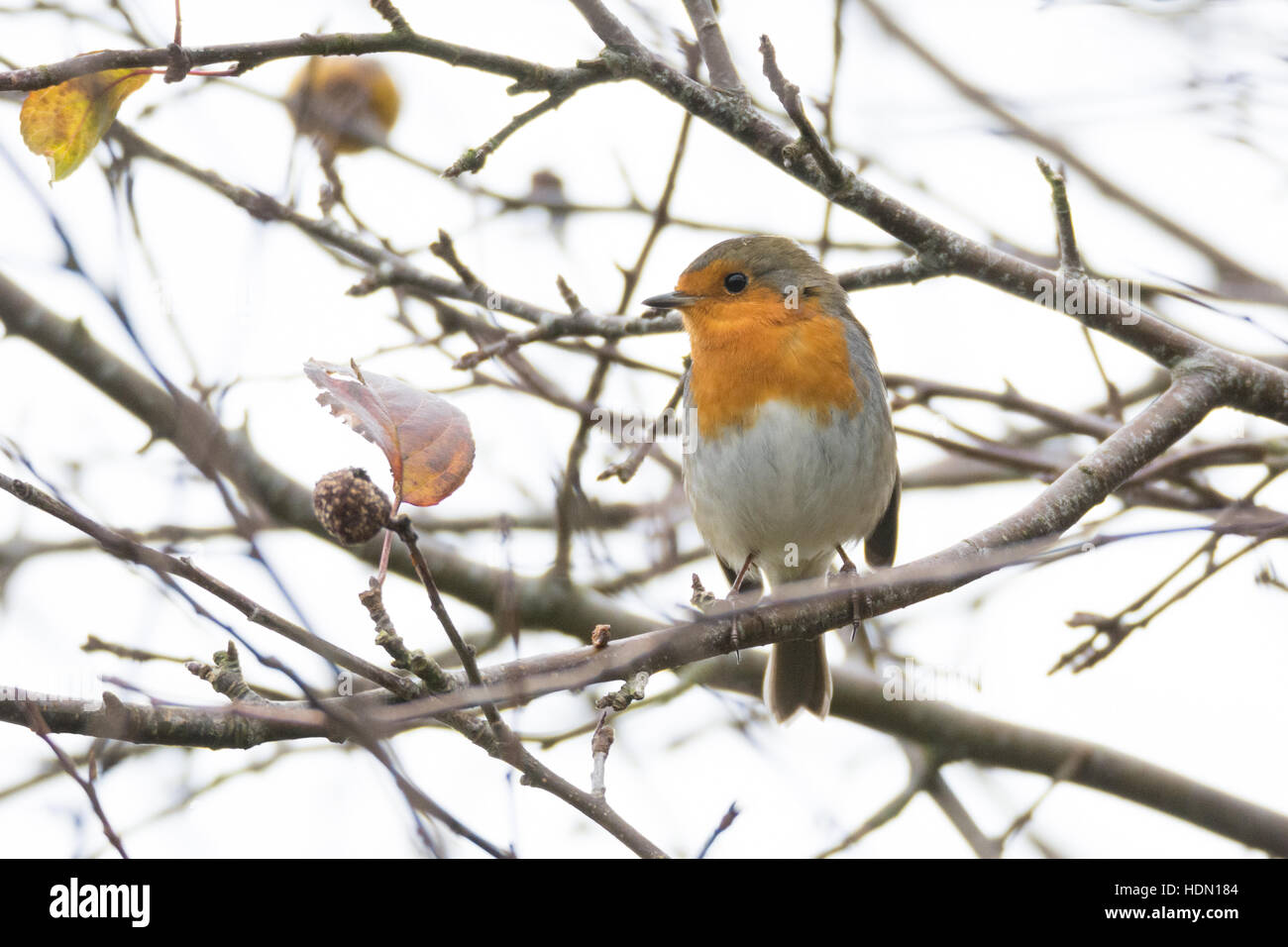 Rotkehlchen oder Rotkehlchen auf einer Winter-Niederlassung in Irland Stockfoto