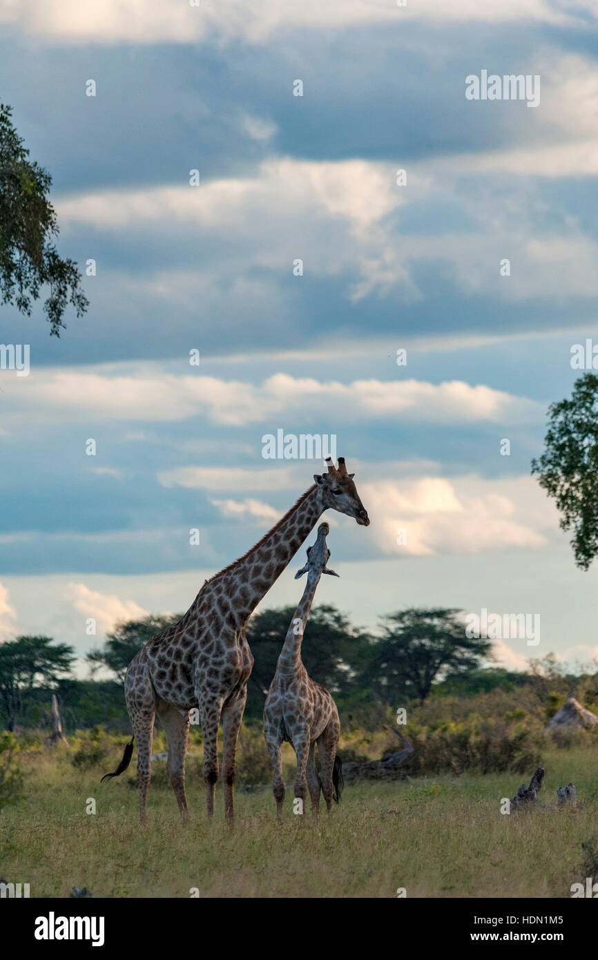 Giraffe ungewöhnliche Paarungsverhalten Hwange Simbabwe Stockfoto