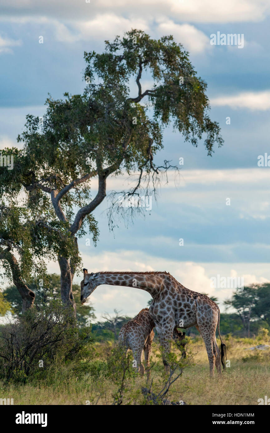 Giraffe ungewöhnliche Paarungsverhalten Hwange Simbabwe Stockfoto