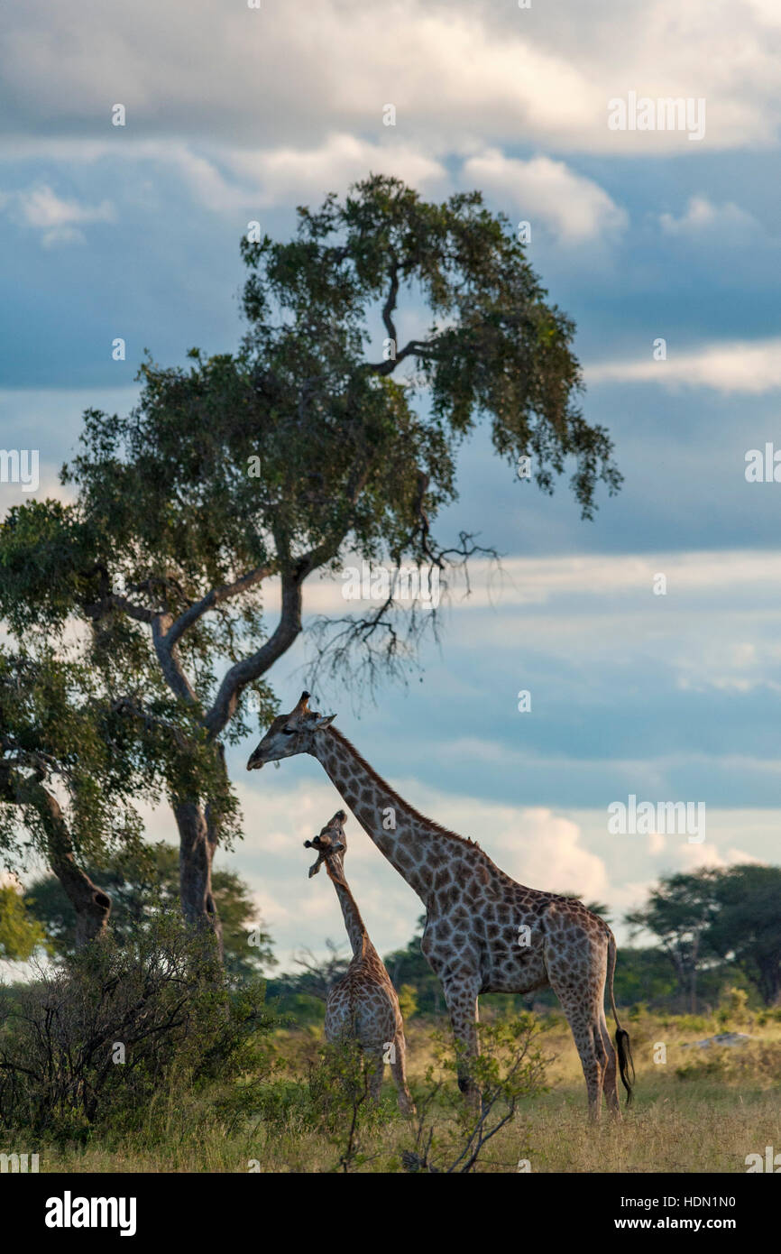 Giraffe ungewöhnliche Paarungsverhalten Hwange Simbabwe Stockfoto