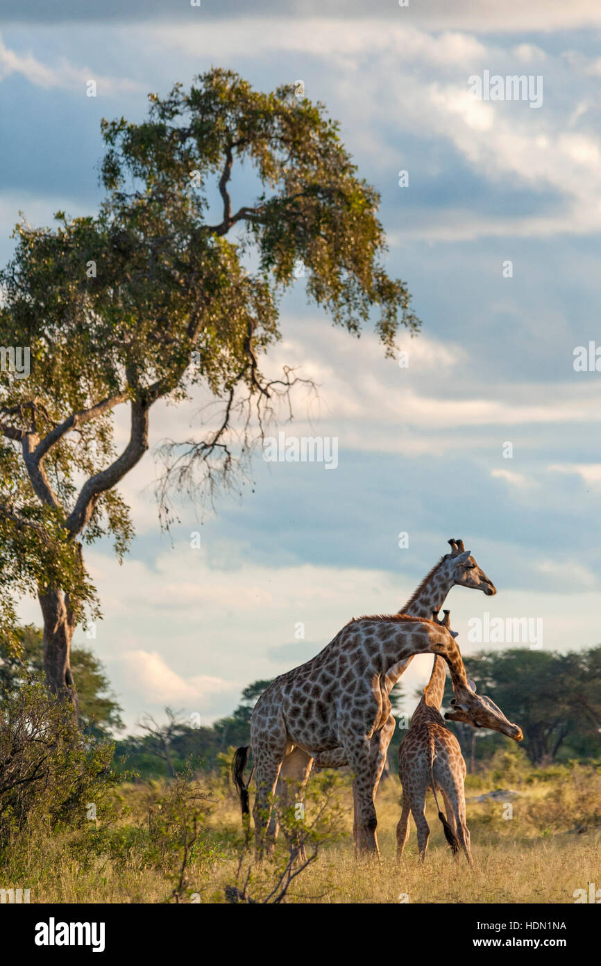 Giraffe ungewöhnliche Paarungsverhalten Hwange Simbabwe Stockfoto