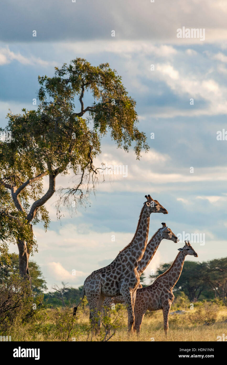Giraffe ungewöhnliche Paarungsverhalten Hwange Simbabwe Stockfoto