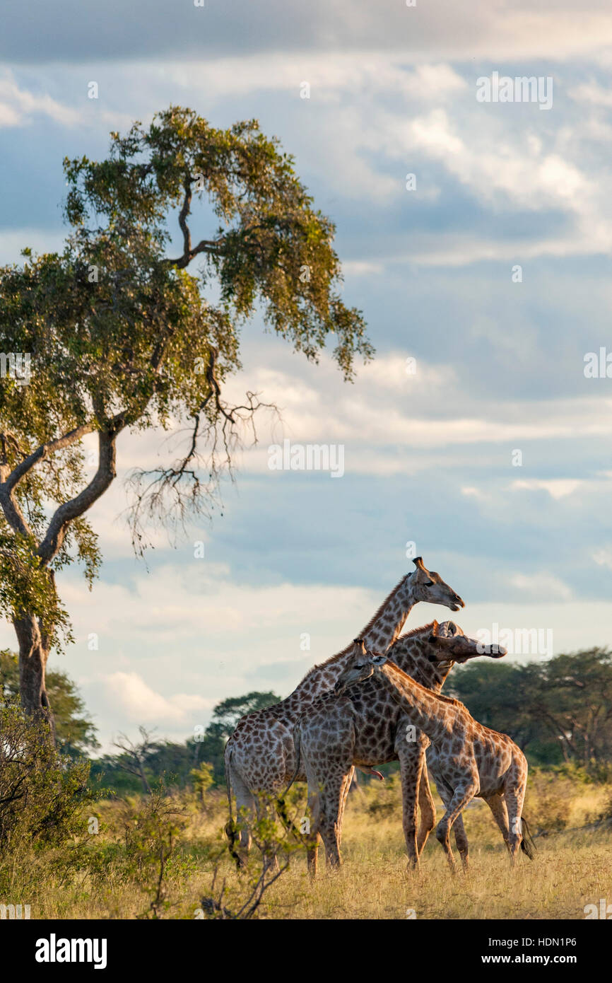 Giraffe ungewöhnliche Paarungsverhalten Hwange Simbabwe Stockfoto