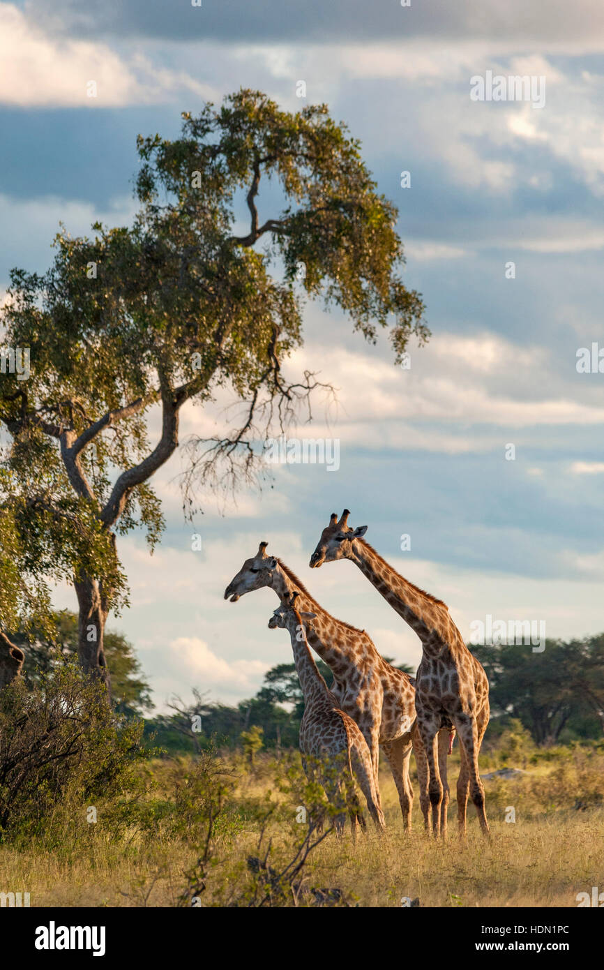 Giraffe ungewöhnliche Paarungsverhalten Hwange Simbabwe Stockfoto