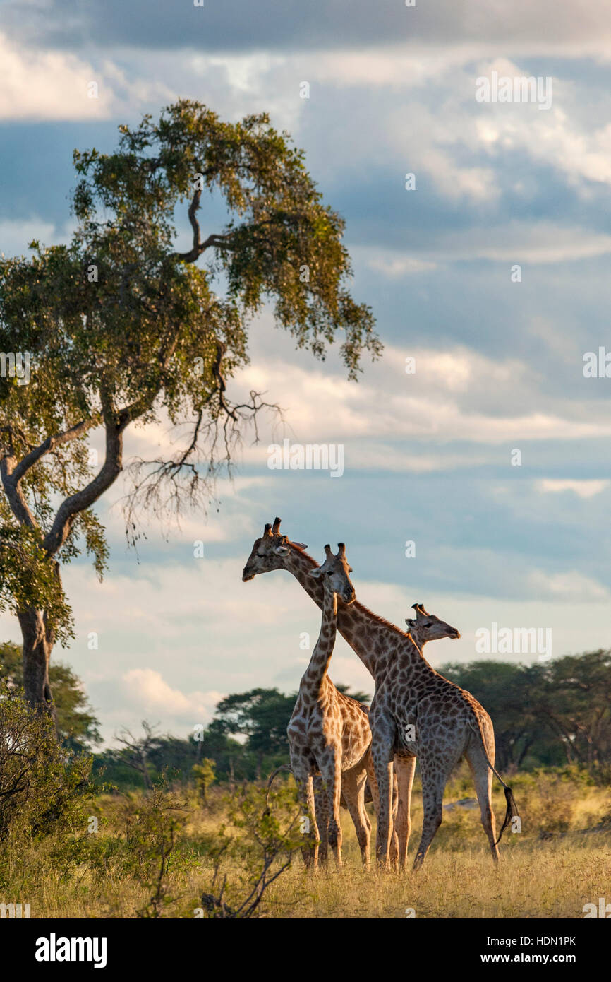 Giraffe ungewöhnliche Paarungsverhalten Hwange Simbabwe Stockfoto